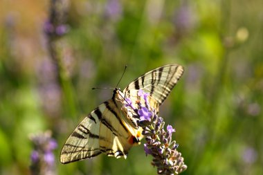 Lavanta çiçekleri üzerinde eski dünya swallowtail