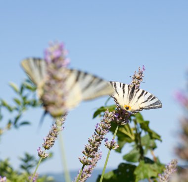 Lavanta çiçekleri üzerinde eski dünya swallowtail