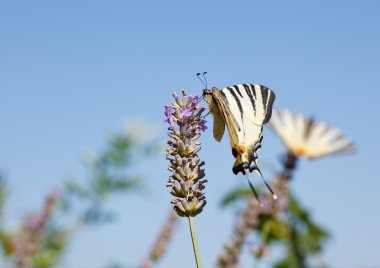 Lavanta çiçekleri üzerinde eski dünya swallowtail