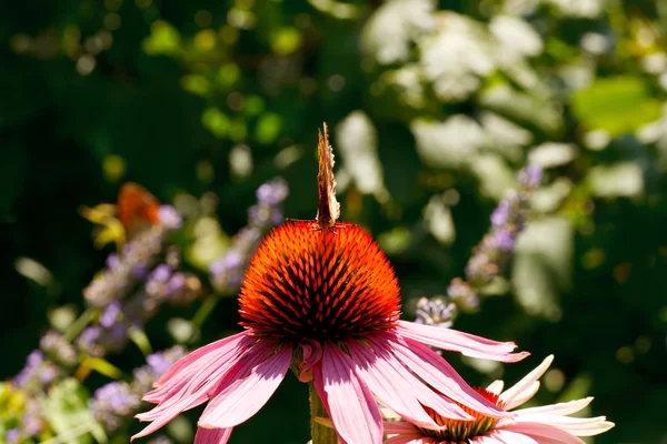 Schmetterling auf Echinacea Blume — Stockfoto