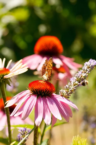 Butterfly on Echinacea flower — Stock Photo, Image
