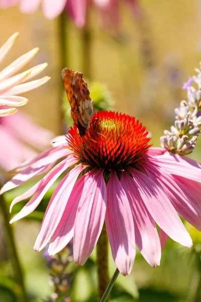 Borboleta na flor de Echinacea — Fotografia de Stock