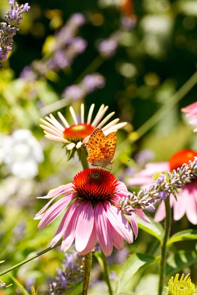 Farfalla sul fiore di Echinacea — Foto Stock