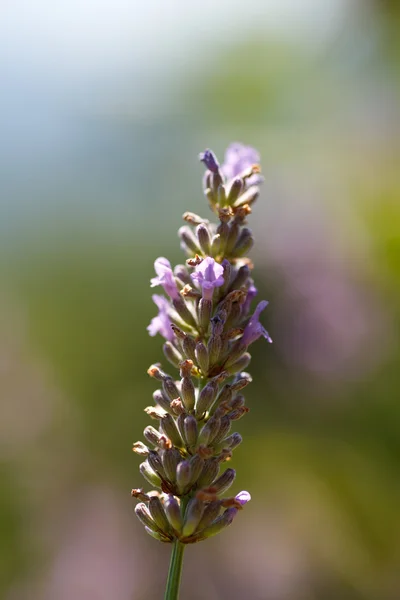 Lavender flower in bloom — Stock Photo, Image