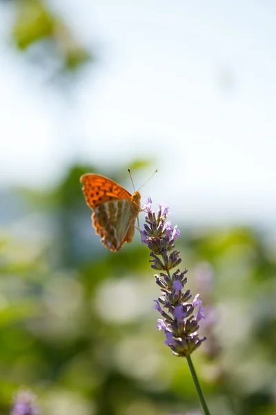 Motýl na květy levandule — Stock fotografie