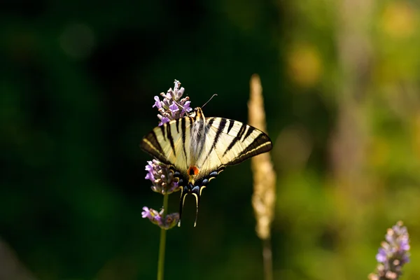 Παλαιού κόσμου swallowtail στα λουλούδια λεβάντας — Φωτογραφία Αρχείου