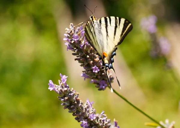 Old World Swallowtail on lavender flowers — Stock Photo, Image