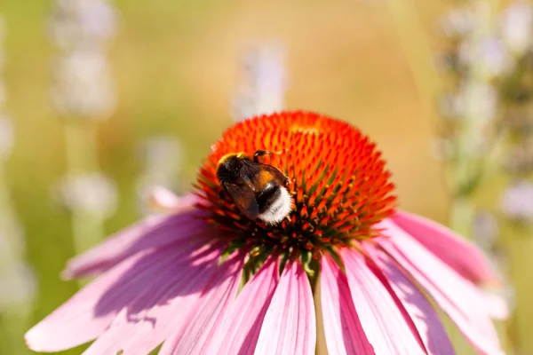 Pszczoła na kwiat echinacea — Zdjęcie stockowe