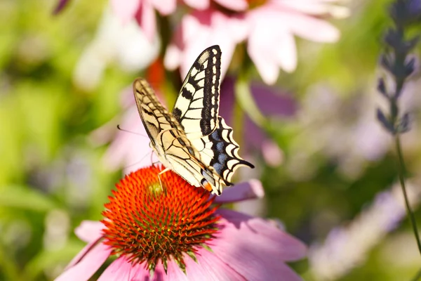 Pillangó a virágok Echinacea — Stock Fotó