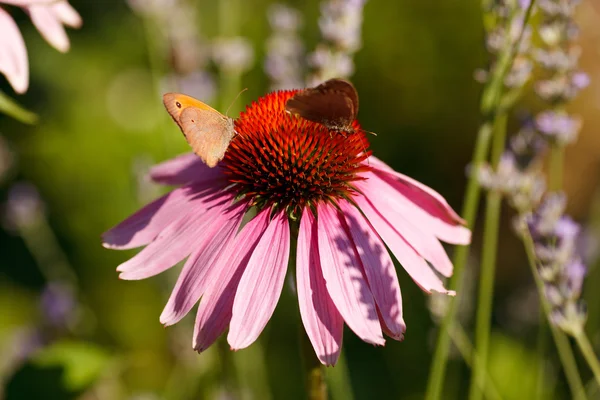 Motyl na kwiat echinacea — Zdjęcie stockowe