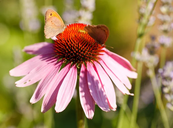 Mariposa en flor de equinácea —  Fotos de Stock