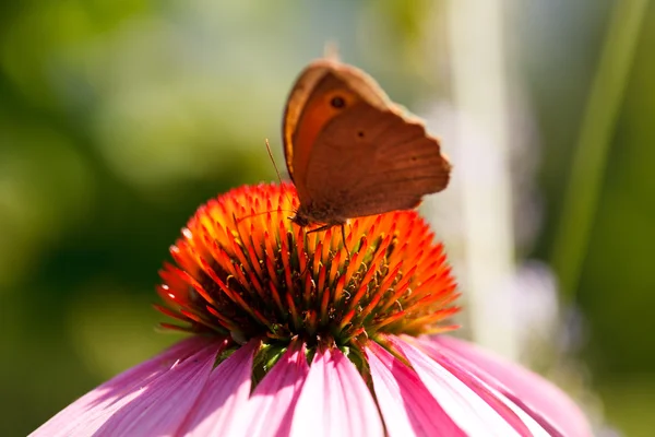 Motýl na květině echinacea — Stock fotografie