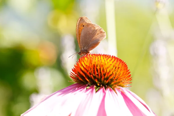 Pillangó a virágok Echinacea — Stock Fotó