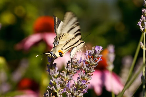 Lavanta çiçekleri üzerinde eski dünya swallowtail — Stok fotoğraf