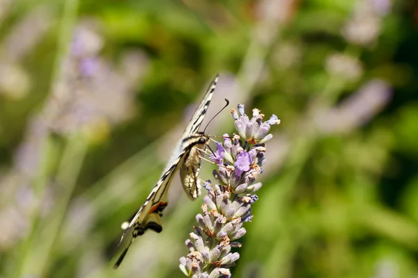 Schwalbenschwanz der alten Welt auf Lavendelblüten — Stockfoto