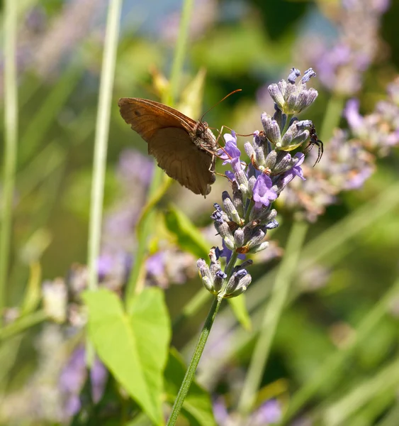 Метелик на квітах лаванди — стокове фото