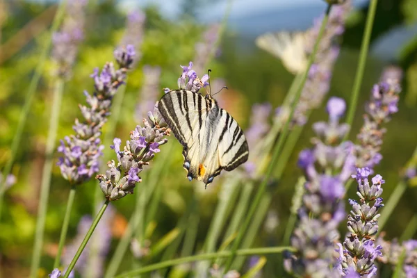 Lavanta çiçekleri üzerinde eski dünya swallowtail — Stok fotoğraf