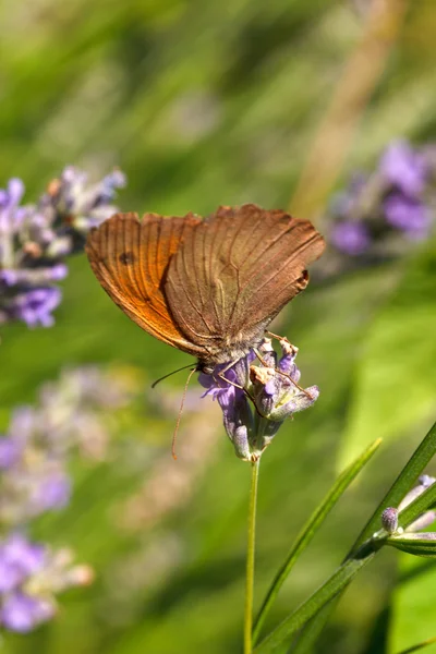 라벤더 꽃에 나비 — 스톡 사진