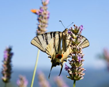 Lavanta çiçekleri üzerinde eski dünya swallowtail