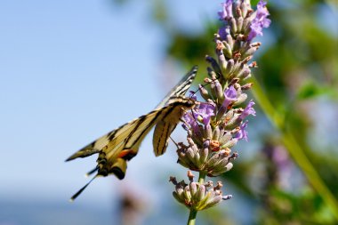 Lavanta çiçekleri üzerinde eski dünya swallowtail