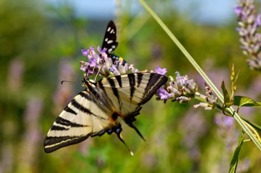 Lavanta çiçekleri üzerinde eski dünya swallowtail