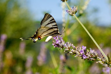 Lavanta çiçekleri üzerinde eski dünya swallowtail