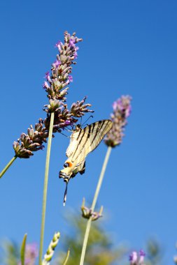 Lavanta çiçekleri üzerinde eski dünya swallowtail