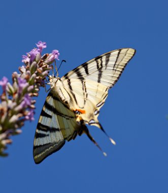 Lavanta çiçekleri üzerinde eski dünya swallowtail