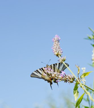 Lavanta çiçekleri üzerinde eski dünya swallowtail