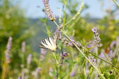 Lavanta çiçekleri üzerinde eski dünya swallowtail