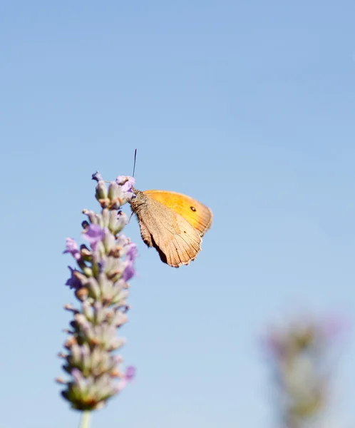 薰衣草花上的蝴蝶 — 图库照片
