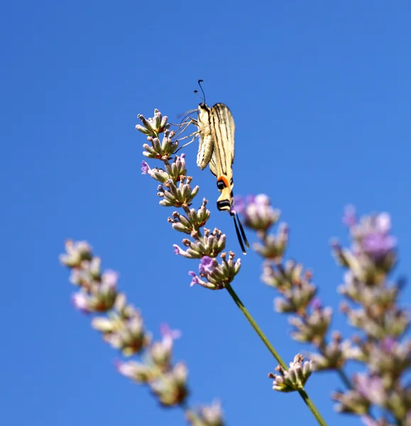 Schwalbenschwanz der alten Welt auf Lavendelblüten — Stockfoto