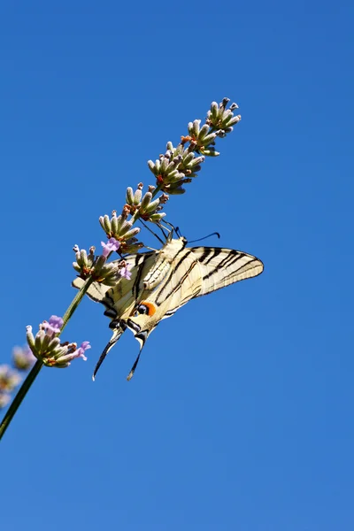 Gamla världen swallowtail på lavendel blommor — Stockfoto