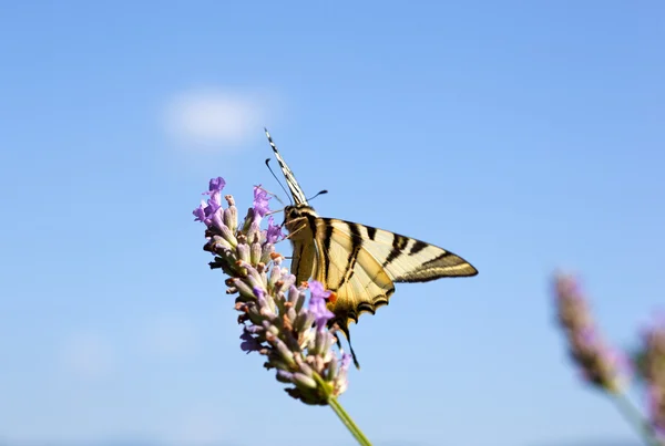 Махаон звичайний на квіти лаванди — стокове фото