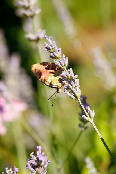 Mariposa sobre flores de lavanda — Foto de Stock