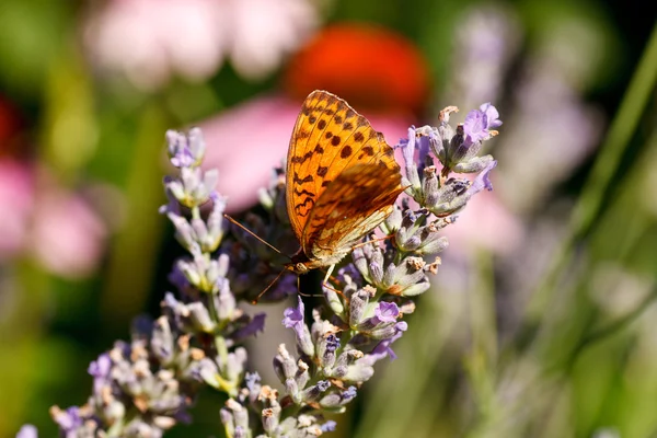 Pillangó a virágok levendula — Stock Fotó