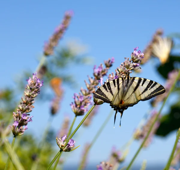 Old World Swallowtail on lavender flowers — Stock Photo, Image