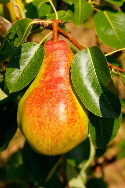 Peras frescas en la rama —  Fotos de Stock