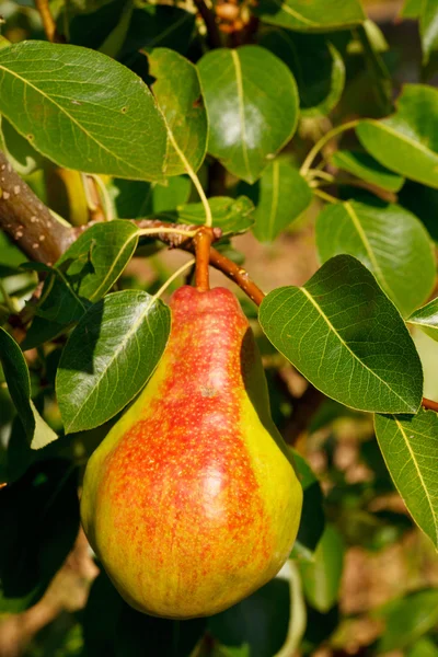 Färska päron på grenen — Stockfoto