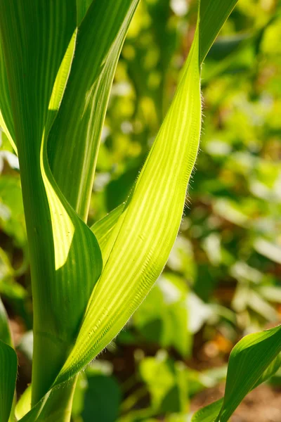 Primo piano delle foglie di mais — Foto Stock