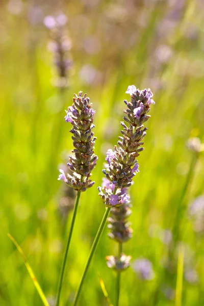 Lavender flower in bloom — Stock Photo, Image