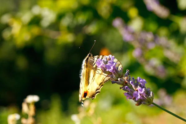 Gamla världen swallowtail på lavendel blommor — Stockfoto