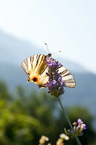 Viejo mundo cola de golondrina en flores de lavanda — Foto de Stock