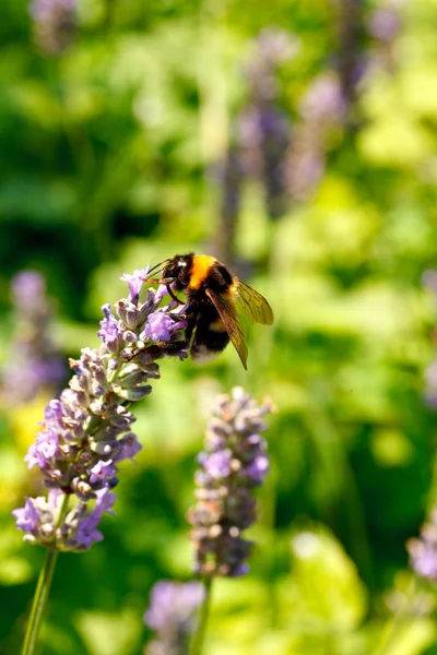 Бджола на лаванди — стокове фото