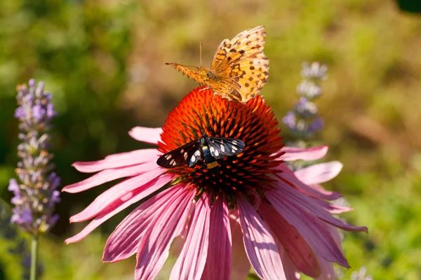 Πεταλούδα στο λουλούδι echinacea — Φωτογραφία Αρχείου