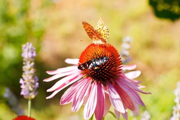 Papillon sur fleur d'échinacée — Photo