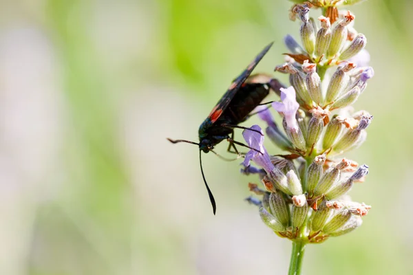 Vlinder aan lavendel — Stockfoto