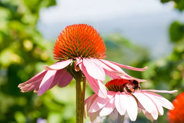 Fjäril på echinacea blomma — Stockfoto