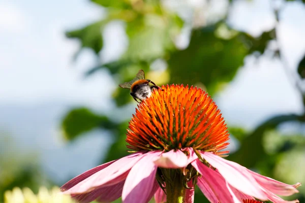 Včela na echinacea květ — Stock fotografie