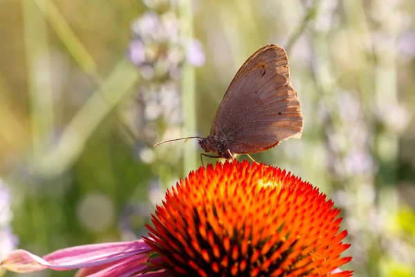 松果菊朵花上的蝴蝶 — 图库照片